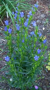 Attēlu rezultāti vaicājumam “Gentiana pneumonanthe flower”