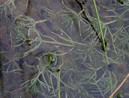 Attēlu rezultāti vaicājumam “Chara intermedia”