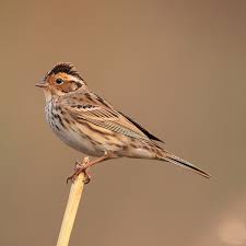 Image result for Emberiza pusilla