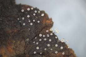 Attēlu rezultāti vaicājumam “Comatricha pulchella stalked”