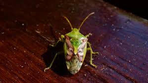 Attēlu rezultāti vaicājumam “Elasmucha ferrugata”