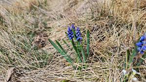 Attēlu rezultāti vaicājumam “Muscari botryoides leaf”