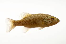 Image result for Micropterus