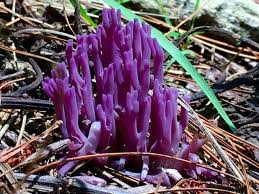 Attēlu rezultāti vaicājumam “Clavaria sphagnicola”