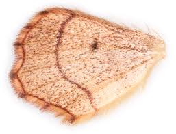 Attēlu rezultāti vaicājumam “Idaea emarginata”