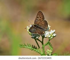 Attēlu rezultāti vaicājumam “Lycaena tityrus”