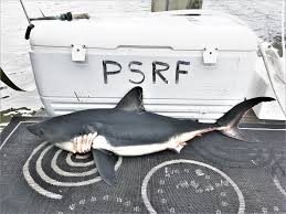 Image result for Lamna ditropis