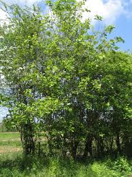 Attēlu rezultāti vaicājumam “Crataegus submollis”