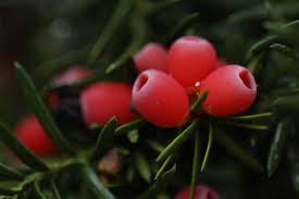 Attēlu rezultāti vaicājumam “Taxus baccata bud”