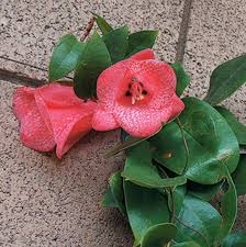 Attēlu rezultāti vaicājumam “xComagaria rosea”