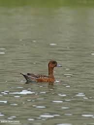 Attēlu rezultāti vaicājumam “Anas penelope”