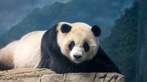 Image result for pandas