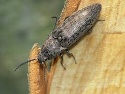 Attēlu rezultāti vaicājumam “Actenicerus sjaelandicus”