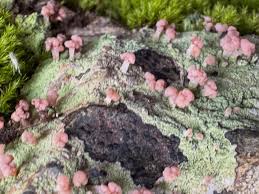 Attēlu rezultāti vaicājumam “Sphagnum quinquefarium”