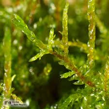 Attēlu rezultāti vaicājumam “Pleurozium schreberi sporophyte”