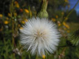 Attēlu rezultāti vaicājumam “Sonchus asper”
