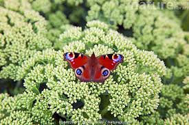 Attēlu rezultāti vaicājumam “Inachis io”