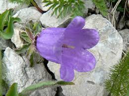 Image result for Campanula strigosa