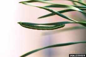 Attēlu rezultāti vaicājumam “Bupalus piniaria”