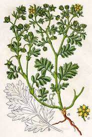 Attēlu rezultāti vaicājumam “Potentilla supina flower”