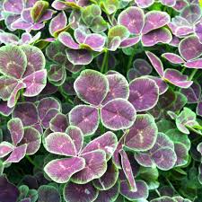 Attēlu rezultāti vaicājumam “Trifolium spadiceum leaf”