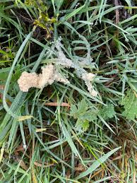 Attēlu rezultāti vaicājumam “Didymium spongiosum macro”