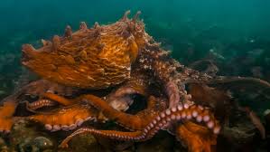 Image result for Enteroctopus dofleini