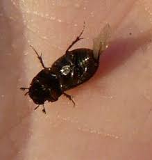 Attēlu rezultāti vaicājumam “Aphodius sp.”