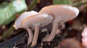 Attēlu rezultāti vaicājumam “Polyporus brumalis”