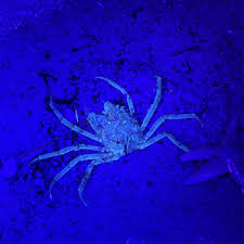 Image result for Hyas araneus