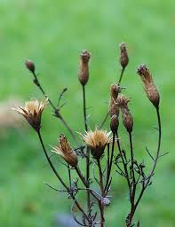 Attēlu rezultāti vaicājumam “Serratula tinctoria flower”