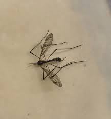 Attēlu rezultāti vaicājumam “Ptychoptera sp. female”