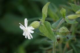 Attēlu rezultāti vaicājumam “Silene latifolia subsp. alba flower”