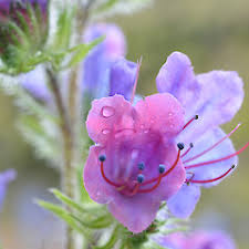 Attēlu rezultāti vaicājumam “Echium vulgare flower”