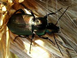 Attēlu rezultāti vaicājumam “Poecilus versicolor”