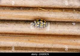 Attēlu rezultāti vaicājumam “Sospita vigintiguttata”