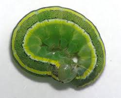 Attēlu rezultāti vaicājumam “Ceramica pisi larva”