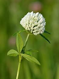Attēlu rezultāti vaicājumam “Trifolium pratense flower”