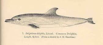 Image result for Delphinus delphis