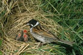 Attēlu rezultāti vaicājumam “Emberiza schoeniclus nest”