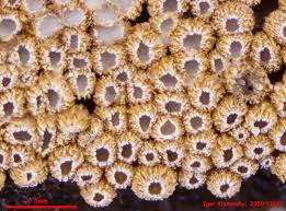 Attēlu rezultāti vaicājumam “Merismodes anomala”