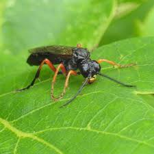 Attēlu rezultāti vaicājumam “Tenthredo campestris female”
