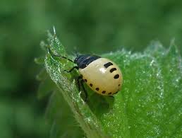 Attēlu rezultāti vaicājumam “Tritomegas bicolor imago”