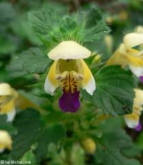 Attēlu rezultāti vaicājumam “Galeopsis speciosa”