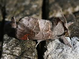 Attēlu rezultāti vaicājumam “Clostera pigra”