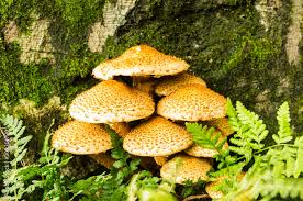 Attēlu rezultāti vaicājumam “Pholiota squarrosa”