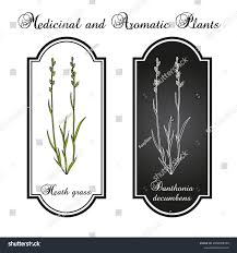 Attēlu rezultāti vaicājumam “Danthonia decumbens bud”