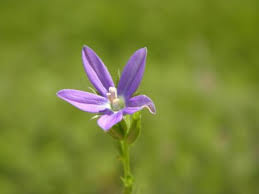 Attēlu rezultāti vaicājumam “Campanulaceae”