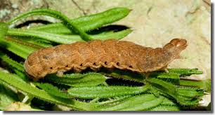 Attēlu rezultāti vaicājumam “Noctua fimbriata larva”