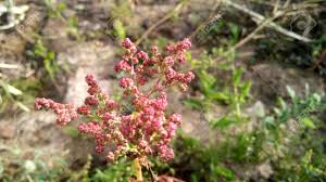 Attēlu rezultāti vaicājumam “Chenopodium album flower”